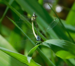 Ischnura cervula