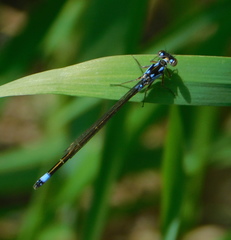 Ischnura cervula