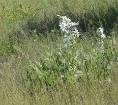Silphium albiflorum