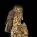 Ninox novaeseelandiae novaeseelandiae - Photo (c) caiden_b, algunos derechos reservados (CC BY-NC)