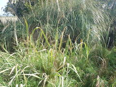Zizania latifolia