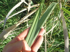 Zizania latifolia