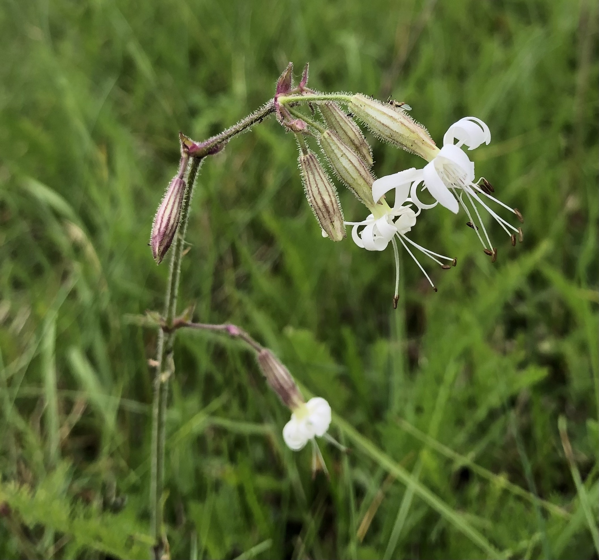 Silene nutans
