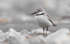 Wrybill photo 3