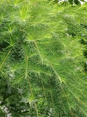 Melaleuca alternifolia