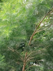 Melaleuca alternifolia