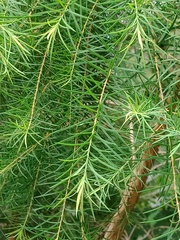 Melaleuca alternifolia