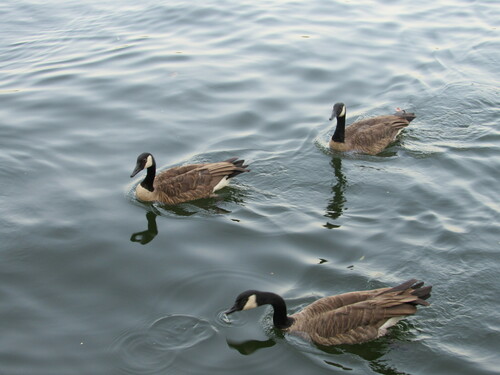Canada Goose photographed in Arkansas