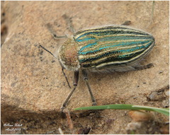 Julodis pilosa