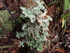 Pseudocyphellaria granulata