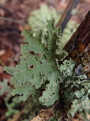 Pseudocyphellaria granulata