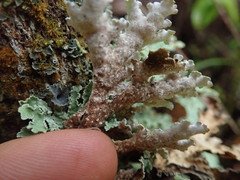 Pseudocyphellaria granulata