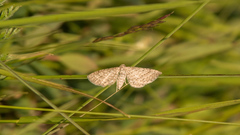 Eupithecia tenuiata