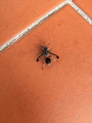 Ropalidia sumatrae