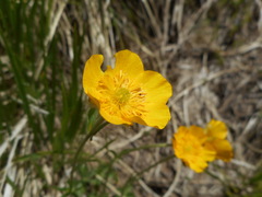 Ranunculus breyninus
