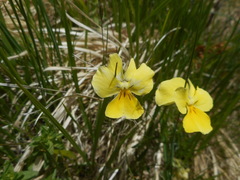 Viola ferrarinii