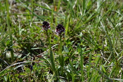 Neotinea ustulata ustulata