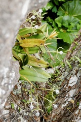 Epidendrum ciliare
