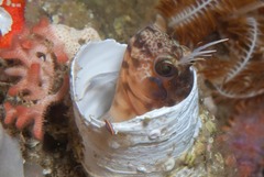 Chalaroderma ocellata