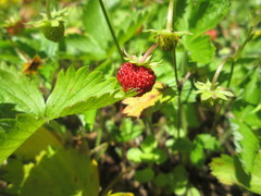 Fragaria vesca