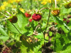 Fragaria vesca