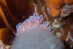 Phyllodesmium horridum