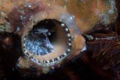 Thylacodes natalensis