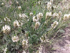 Astragalus inopinatus
