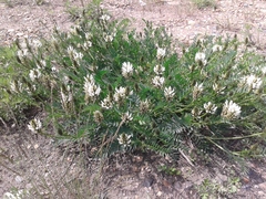 Astragalus inopinatus