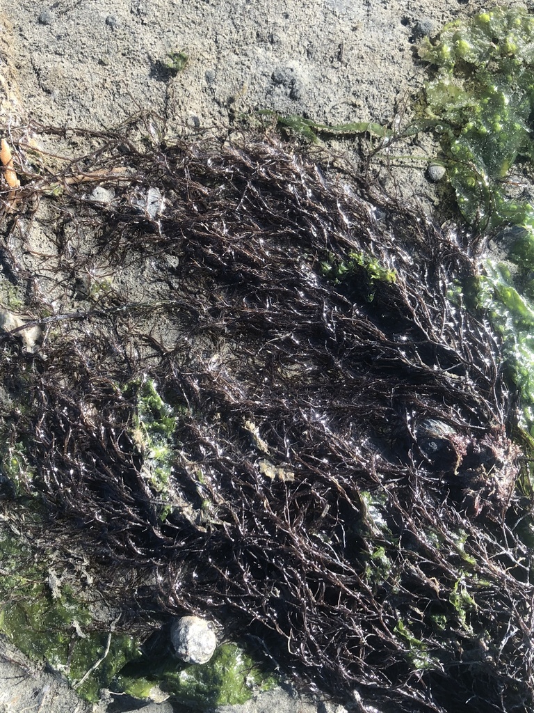 Gracilaria transtasmanica
