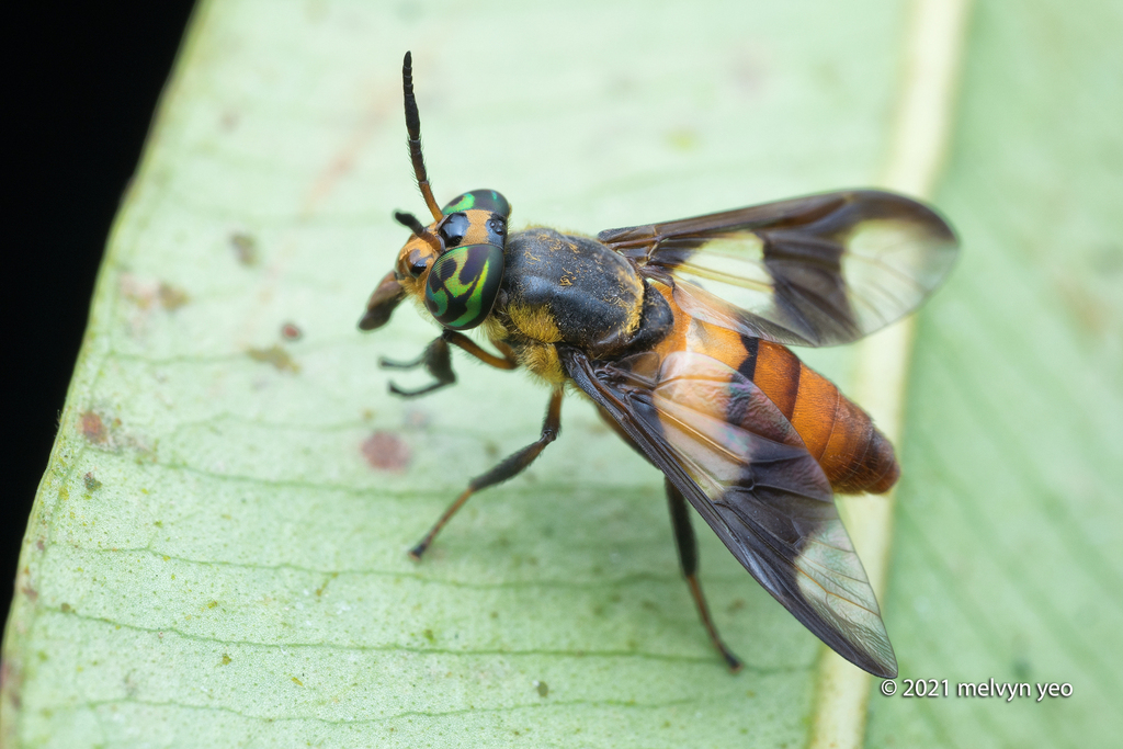 Chrysops fixissimus
