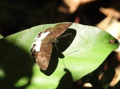 Tagiades menaka