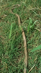 Elaphe quatuorlineata