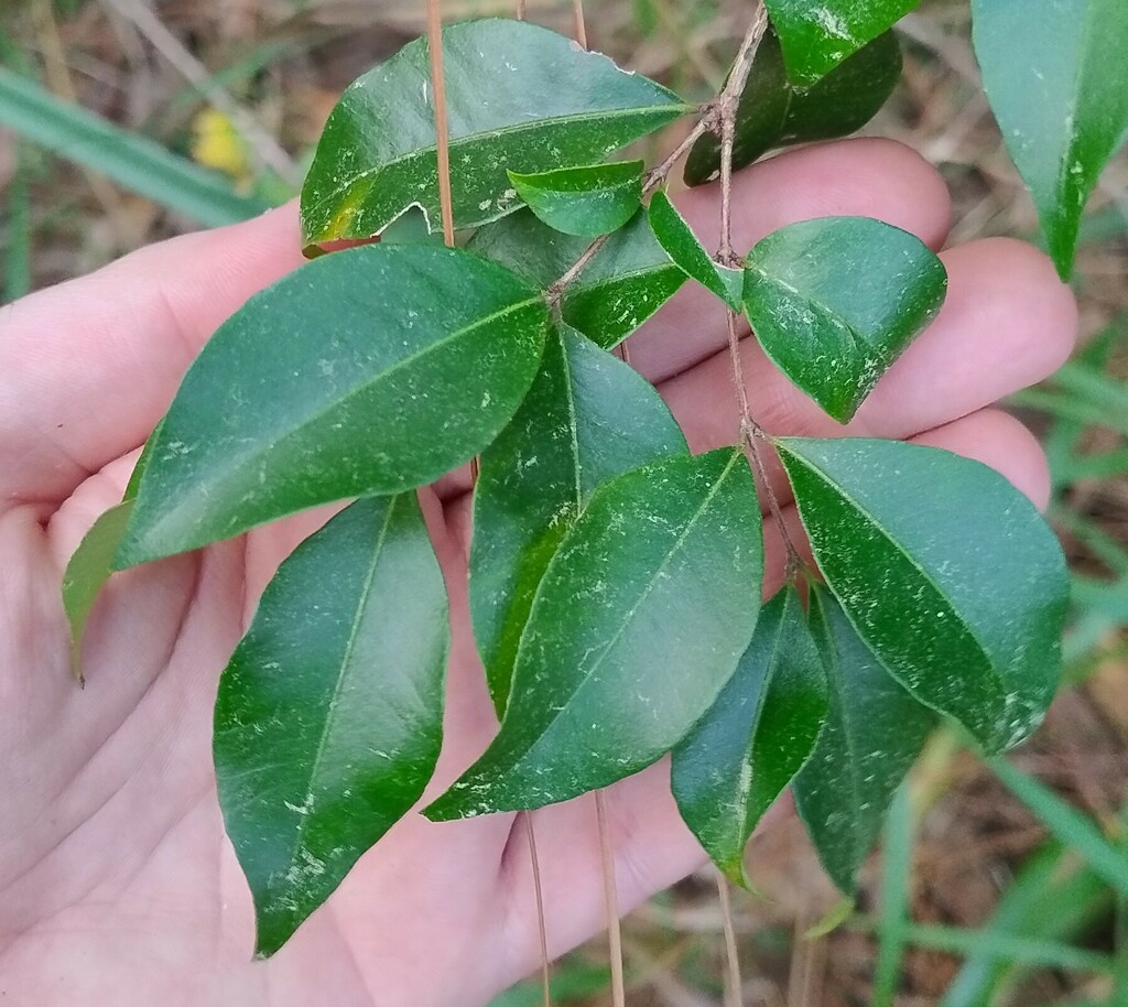 Grey Myrtle in August 2024 by R.M. Common small tree. · iNaturalist