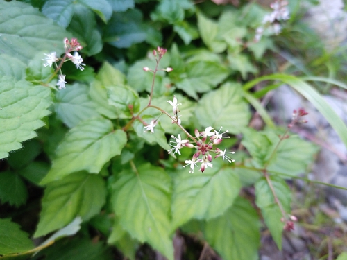 Enchanter's nightshade (Circaea × intermedia)