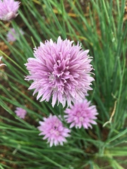 Allium schoenoprasum