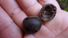 Thyrsodium spruceanum