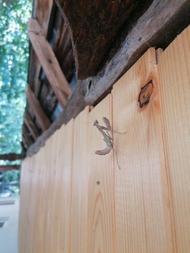 Transcaucasian Giant Mantis