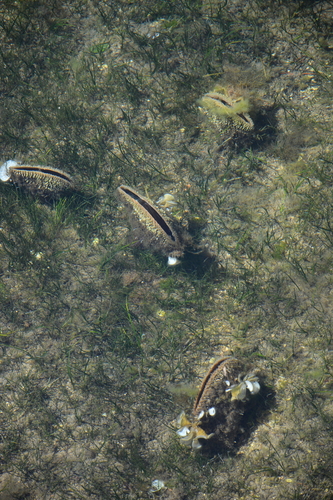 Lostura (Pinna nobilis)