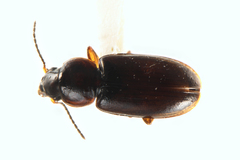 Haplanister crypticus