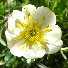 Trollius komarovii