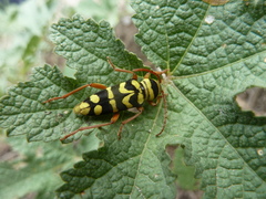 Plagionotus bobelayei