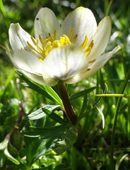 Trollius komarovii