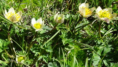 Trollius komarovii