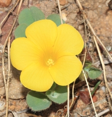Oxalis melanosticta melanosticta