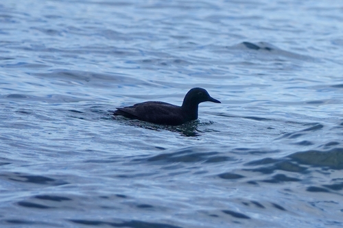 pigeon guillemot (Cepphus columba)