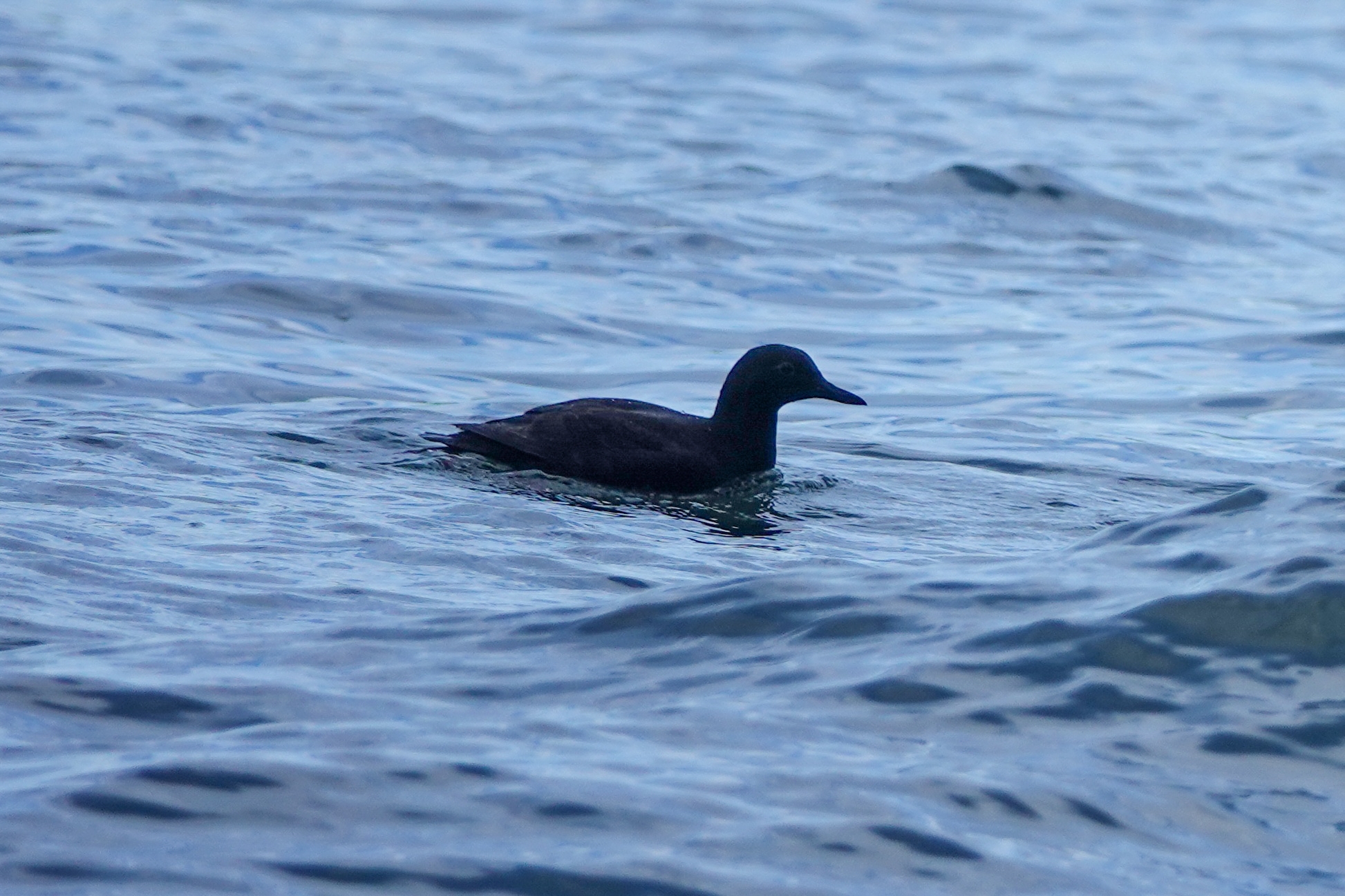 Pigeon Guillemot (Cepphus columba)