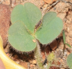 Oxalis melanosticta melanosticta