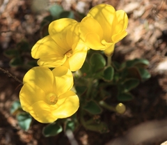 Oxalis melanosticta melanosticta