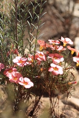Oxalis leptogramma